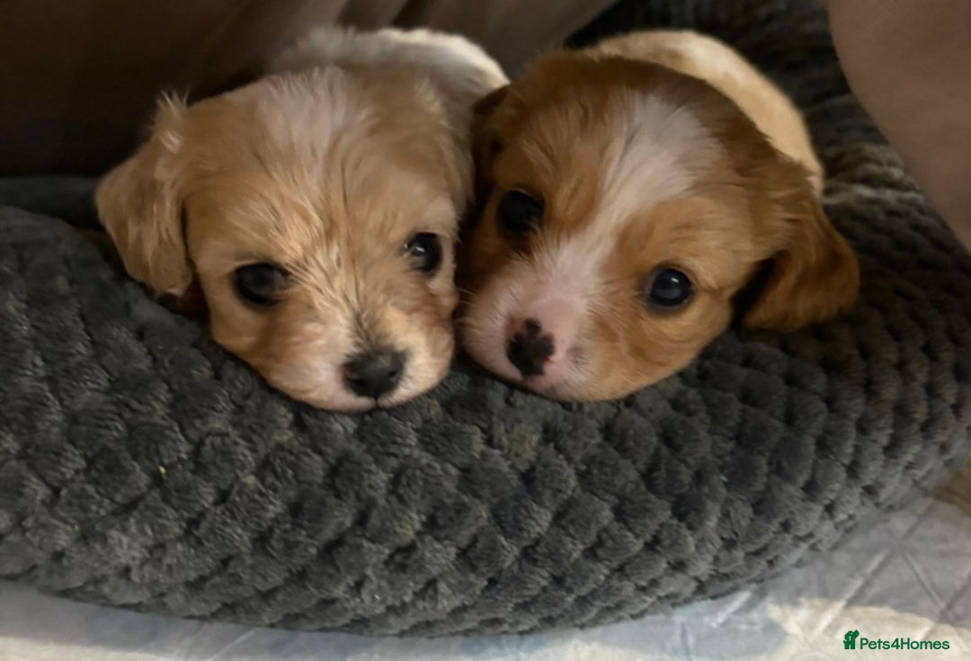 Cavachon dogs for sale: Cavachon f2 - Advert 6