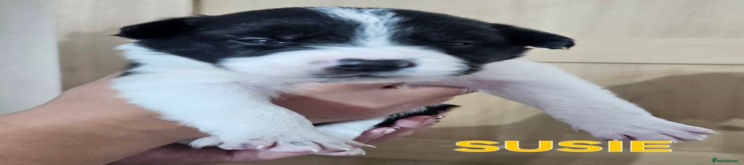 Border Collie Puppy 9