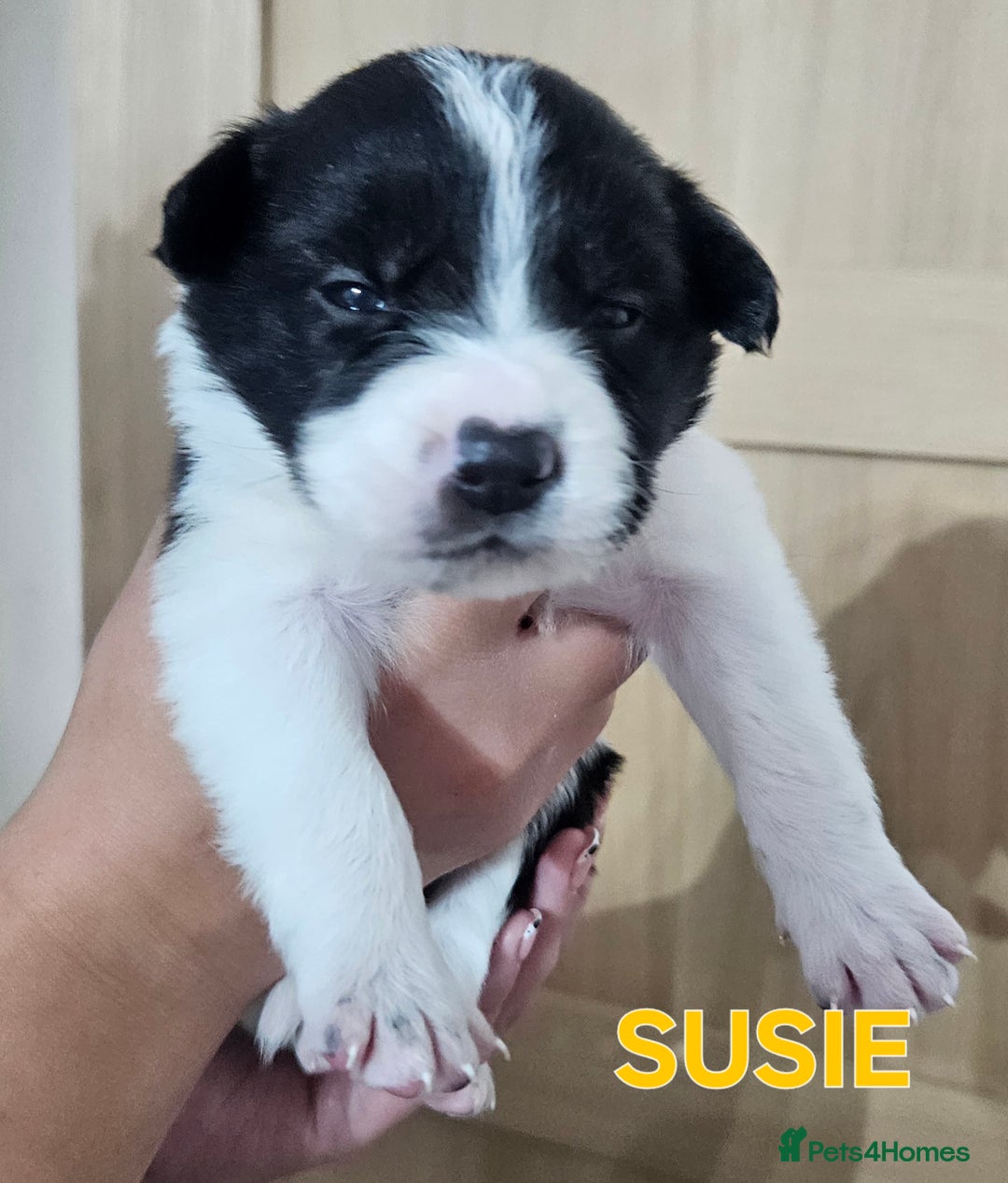 Border Collie dogs for sale: Border collie puppies for sale  - Image 13