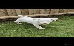 Mixed Breed dogs for sale: Husky mix puppies. Ready to leave! - Image 36