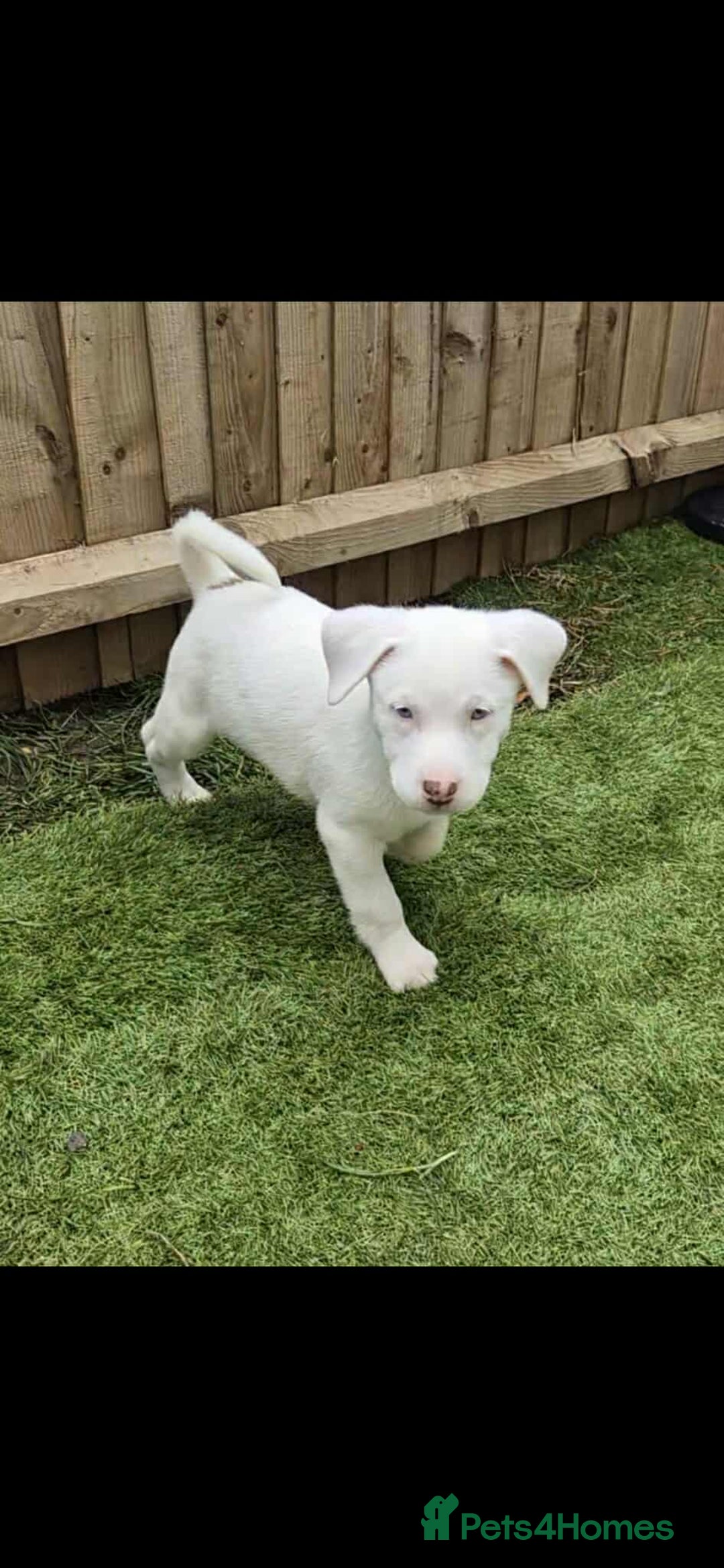 Mixed Breed dogs for sale: Husky mix puppies. Ready to leave! - Image 36