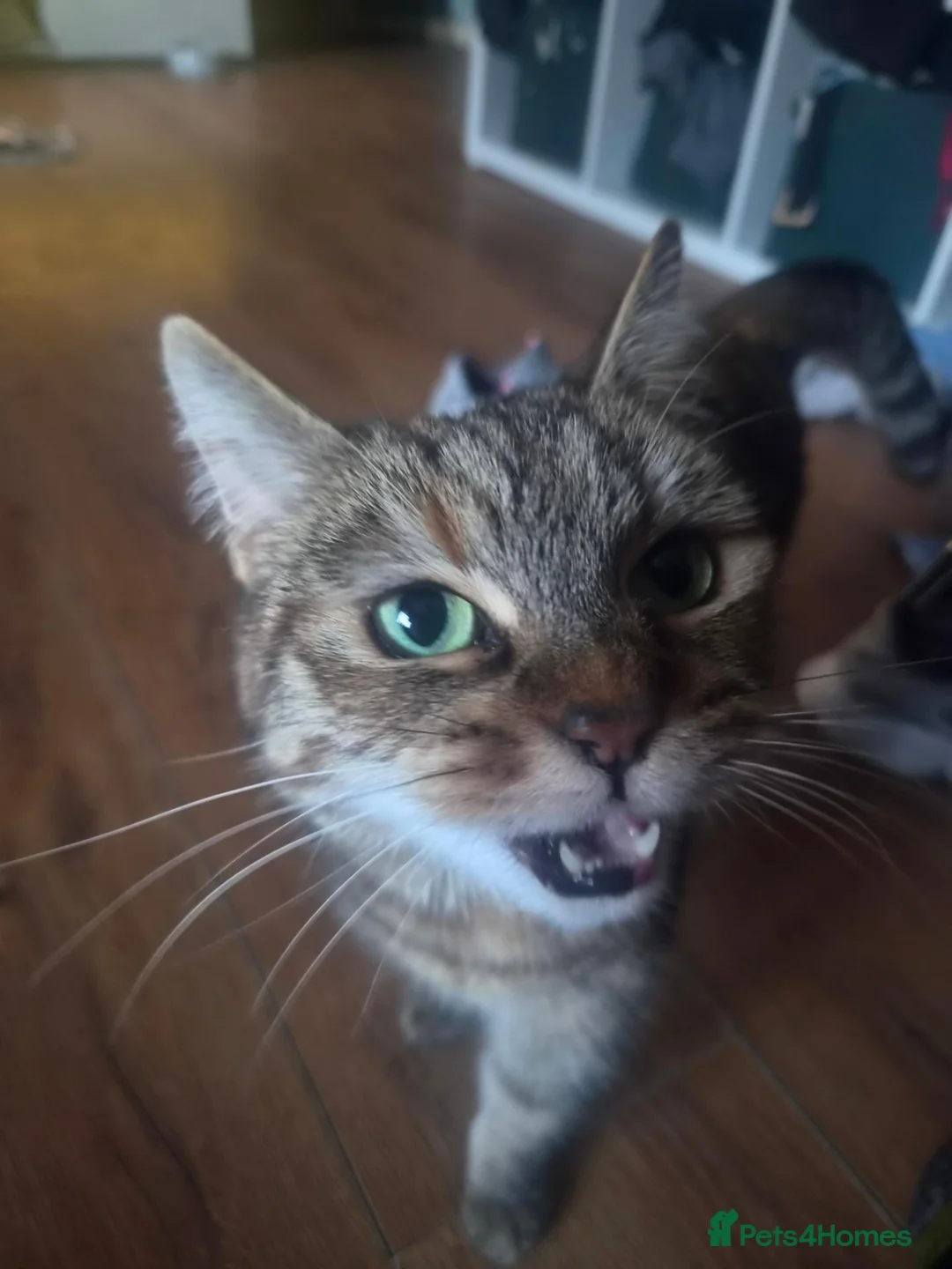 Mixed Breed cats for sale: 8½-Year-Old Tabby Cat Looking for a  Forever Home  - Advert 4