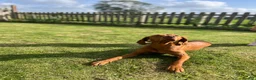 Hungarian Vizsla dogs for sale: Beautiful KC Registered Hungarian Vizsla puppies  in Blackburn - Advert 16
