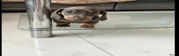 Dachshund dogs for sale: Beautiful little miniature girl dachshund - Advert 8