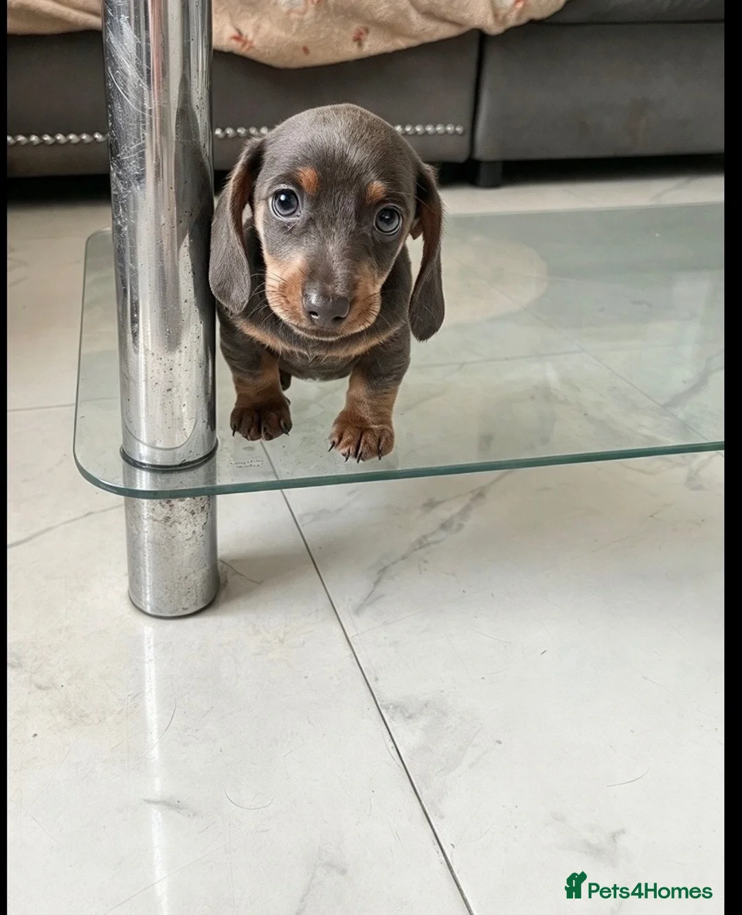 Dachshund dogs for sale: Beautiful little miniature girl dachshund - Advert 8