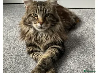 Maine Coon cats Pure bread, large Maine coon - Advert 18