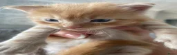 Maine Coon cats for sale: Maine coon kittens - Advert 13