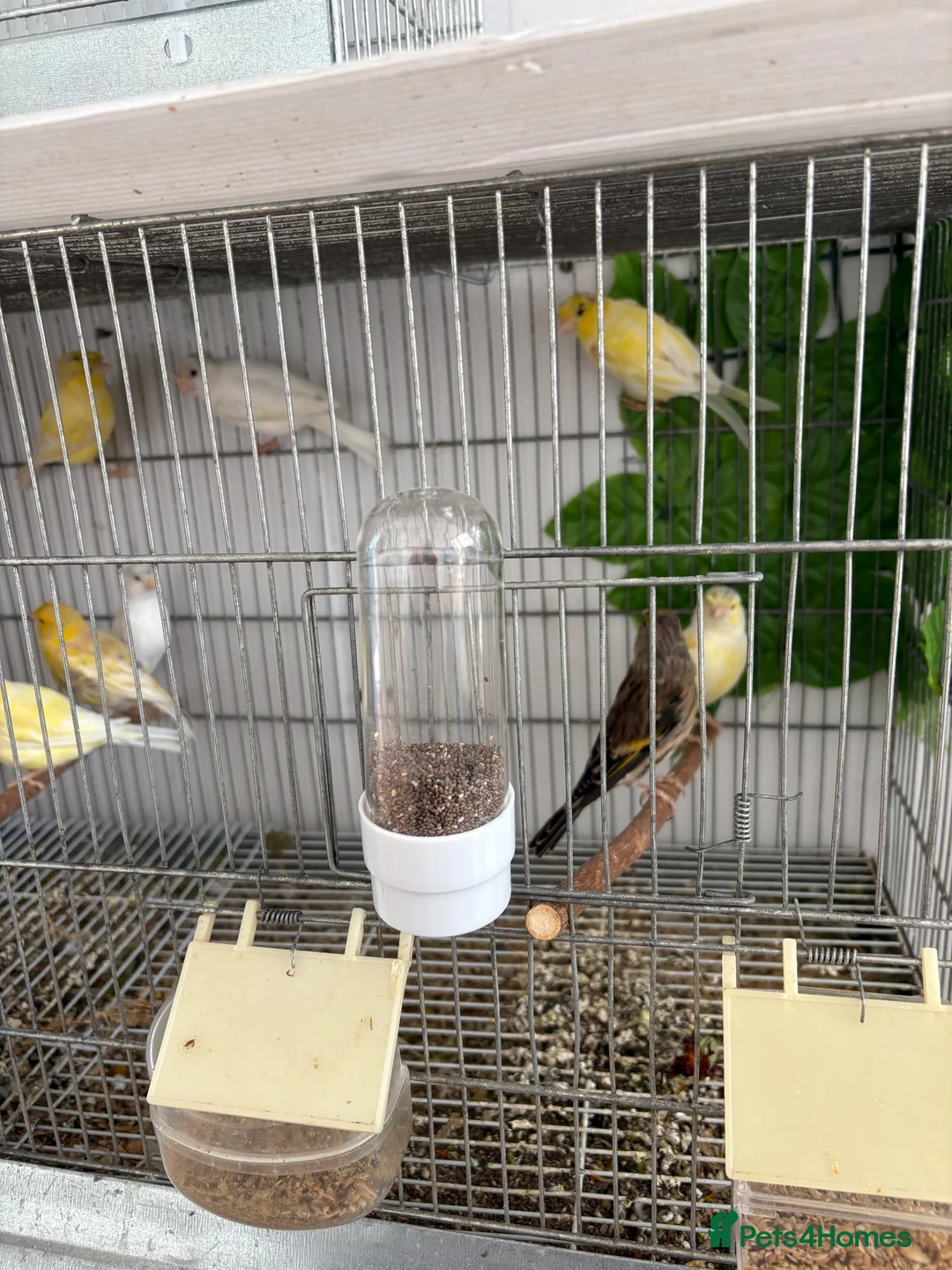 Canaries birds for sale: Canary - Advert 2