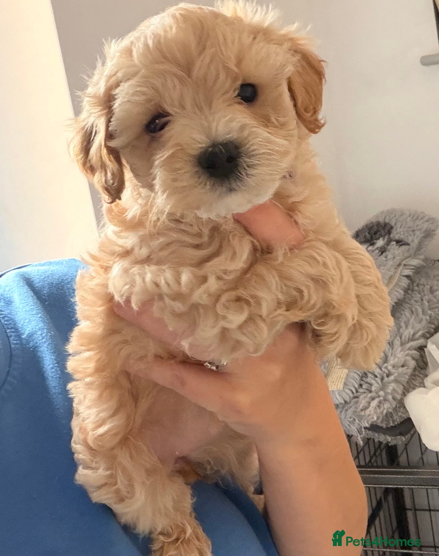 Maltipoo dogs F1 TOY maltipoos,parents dna health clear🏆blood - Advert 2