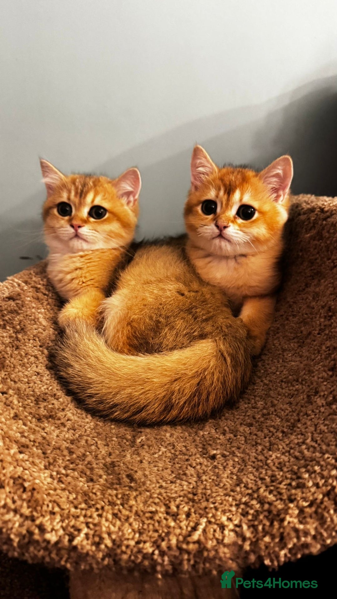 British Shorthair cats for sale: Ready pure AY12, NY12 Corin BSH  - Image 3