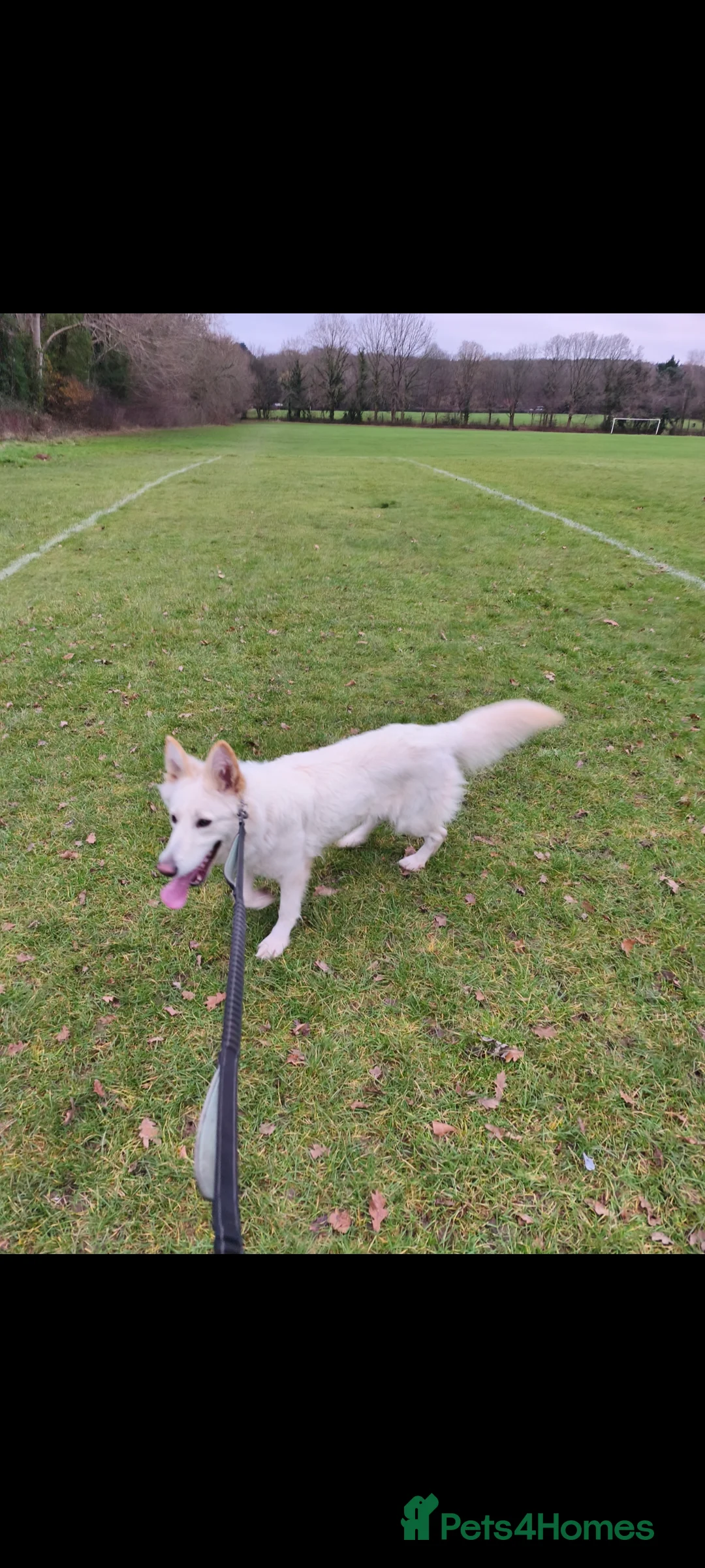 German Shepherd dogs for adoption: 2 Female German Shepherd's Alsatians duo pair - Advert 1