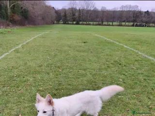 German Shepherd dogs 2 Female German Shepherd's / Alsations - Advert 7