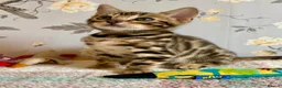 Bengal cats for sale: *READY NOW* Bengal Kittens - Advert 23