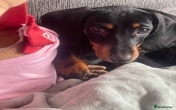 Miniature Dachshund dogs for sale: Miniature Dachshund - Image 2
