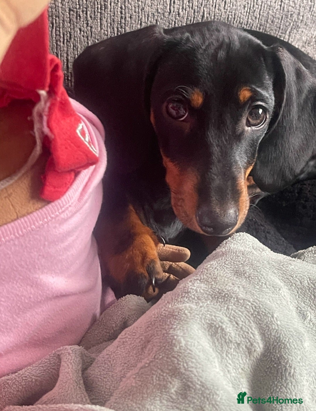 Miniature Dachshund dogs for sale: Miniature Dachshund - Image 2