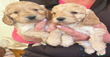 Cockapoo dogs - Advert 6