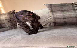 Cocker Spaniel dogs for sale: Cocker spaniel puppies 🐶 - Image 5