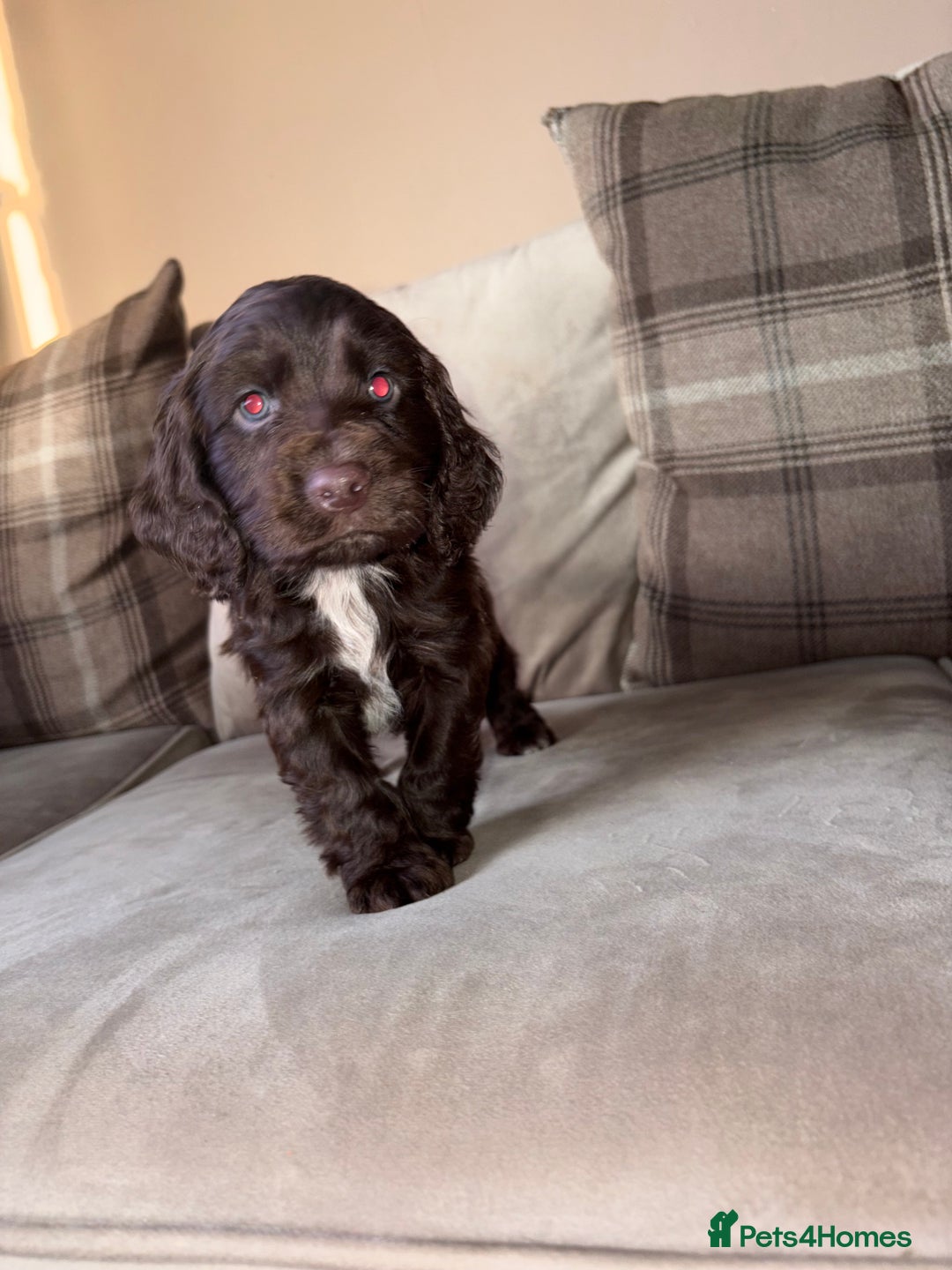 Cocker Spaniel dogs for sale: Cocker spaniel puppies 🐶 - Image 5