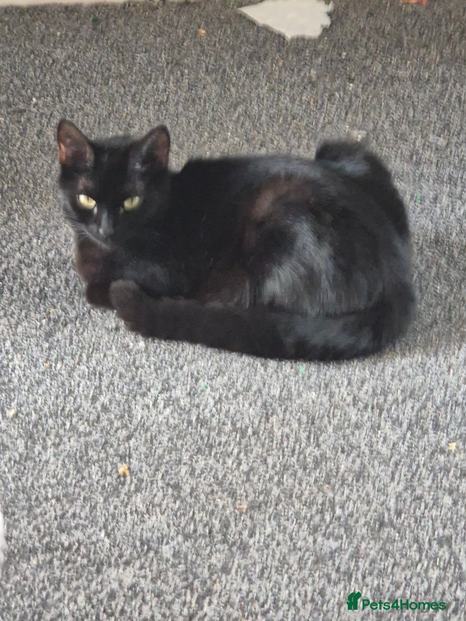 British Shorthair cats 2 boy kittens available  - Advert 1