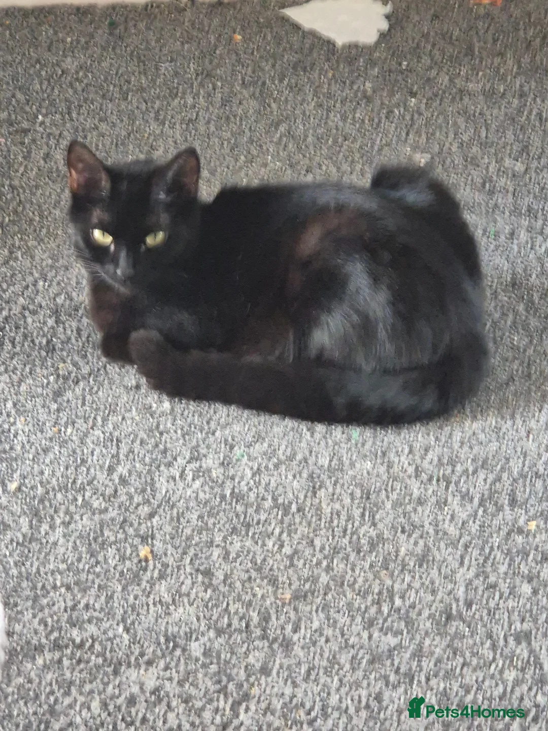 British Shorthair cats for sale: 2 boy kittens available  in Warrington - Advert 1