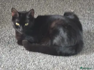 British Shorthair cats 2 boy kittens available - Advert 6