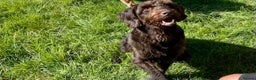 Labradoodle dogs for stud: F1 Labradoodle Stud - Proven in Maidstone - Advert 3