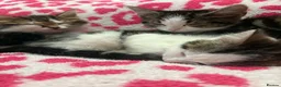 Mixed Breed cats for sale: Gorgeous kittens in Dukinfield - Advert 16