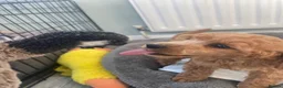 Toy Poodle dogs for sale: Red toy poodles  - Advert 19