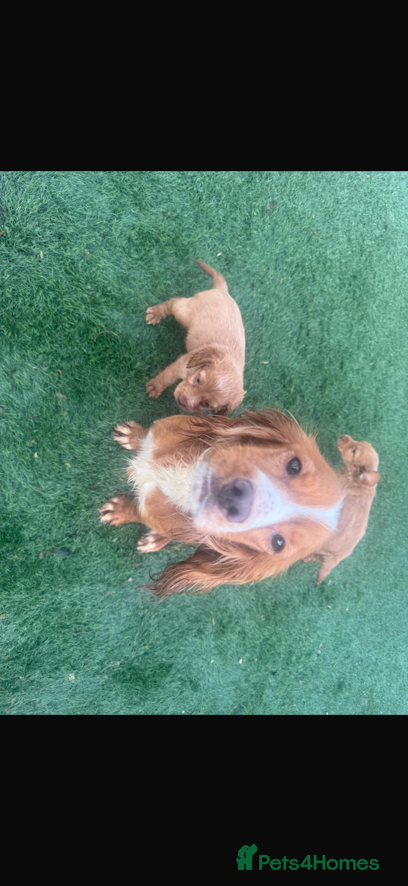 Cocker Spaniel dogs Cocker spaniel puppies  - Advert 1