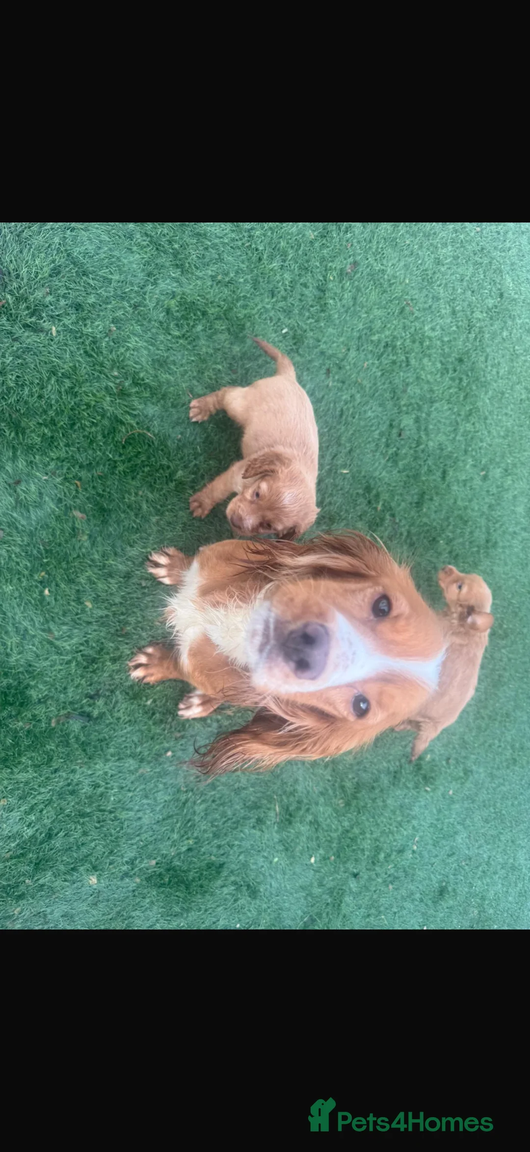 Cocker Spaniel dogs for sale: Cocker spaniel puppies  - Advert 1