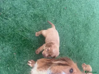 Cocker Spaniel dogs Cocker spaniel puppies - Advert 1