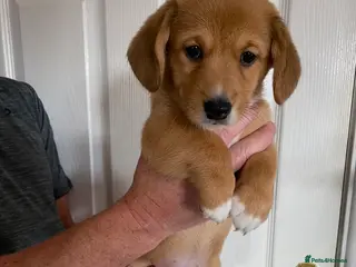 Welsh Corgi Cardigan dogs Welsh Cardigan Corgis by 5 ⭐️ Licensed Breeder - Advert 3