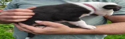 Border Collie dogs for sale: Border collie puppies - Advert 4