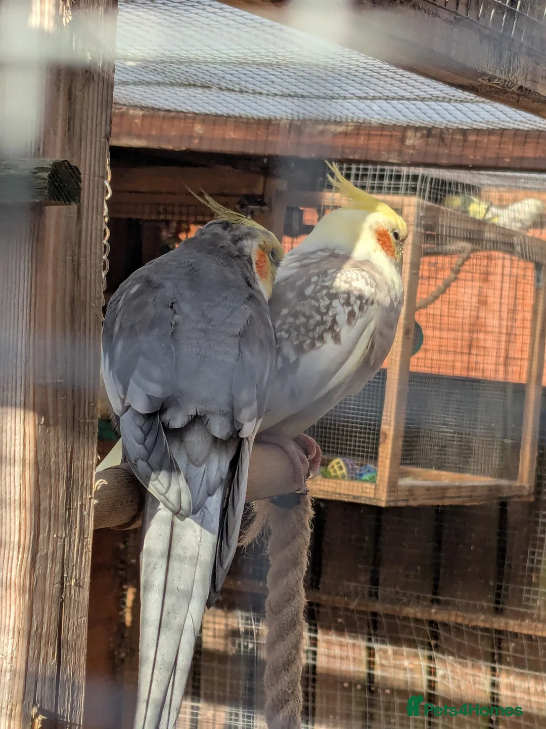 Cockatiels birds for sale: Adult cockateils - Advert 1