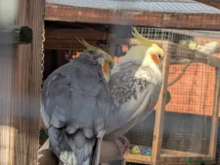 Cockatiels birds Adult cockateils - Advert 4