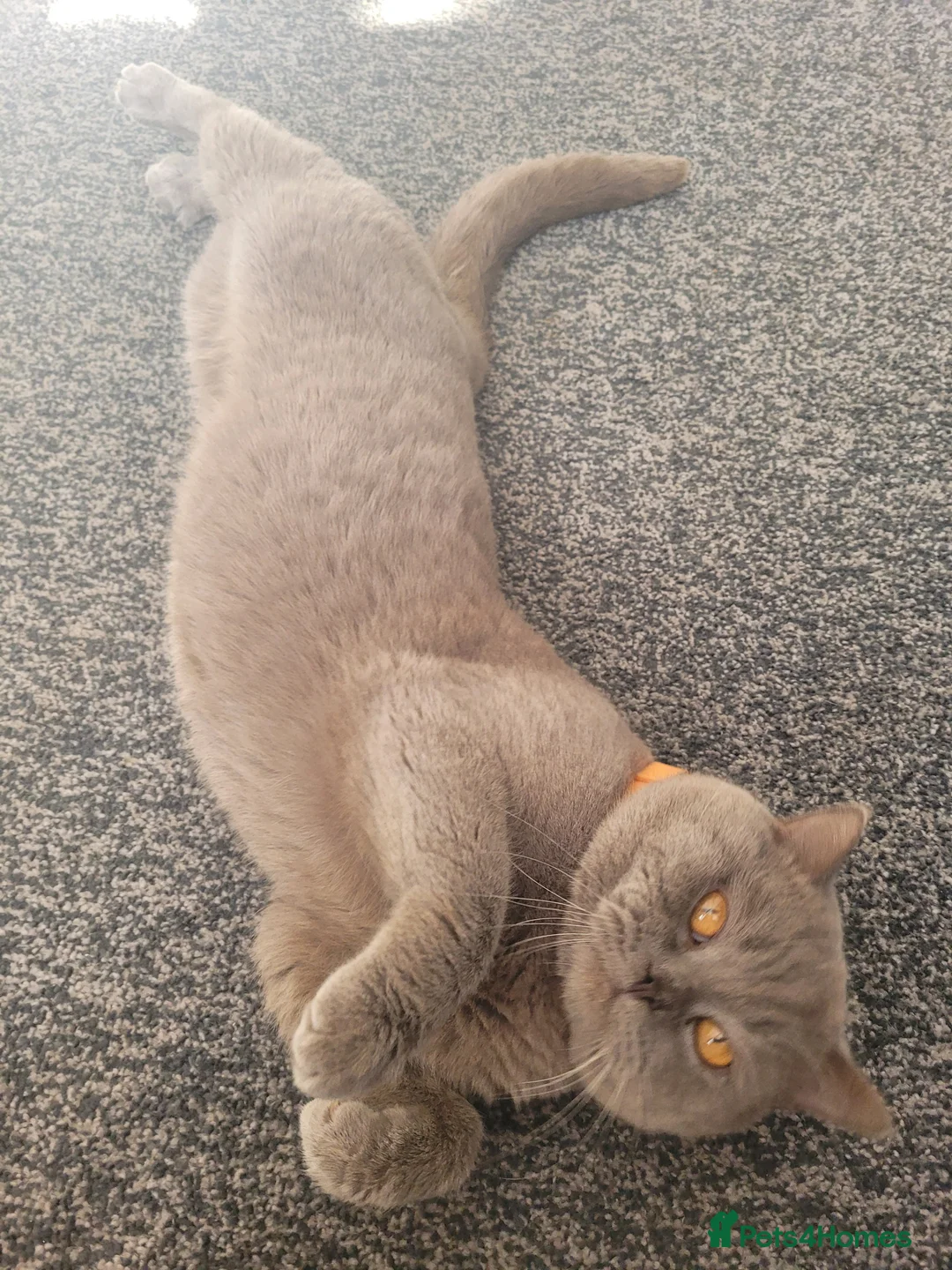 British Shorthair cats for stud: Lilac GCCF active stud Manchester  in Manchester - Advert 27