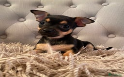 Chihuahua dogs for sale: Tiny Girl & Boy Chihuahuas available  - Image 1