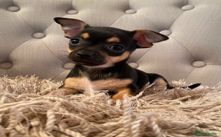 Chihuahua dogs - Advert 1