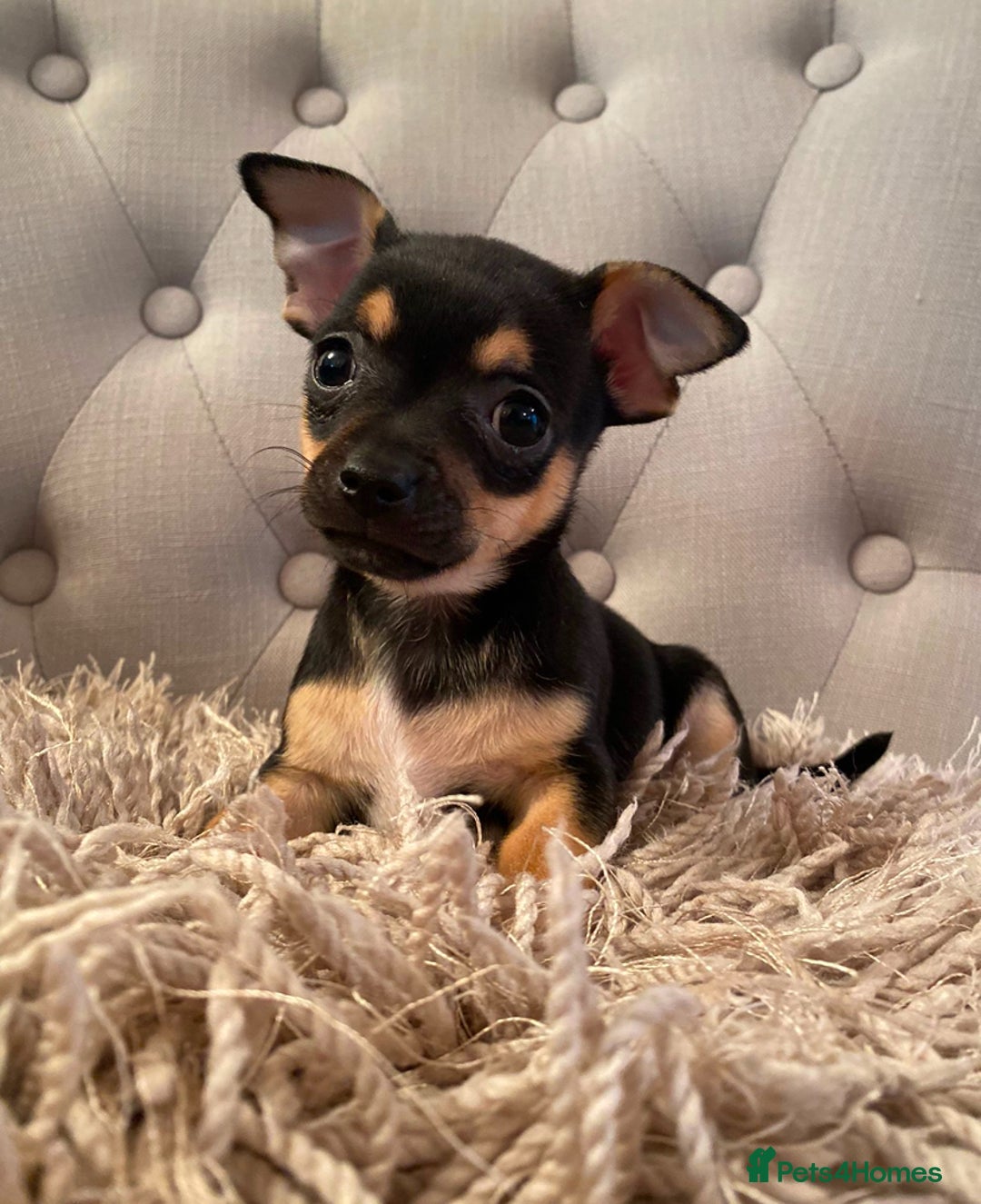 Chihuahua dogs for sale: Tiny Girl & Boy Chihuahuas available  - Image 1