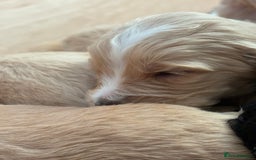 Mixed Breed dogs for sale: Bernedoodle - Image 8