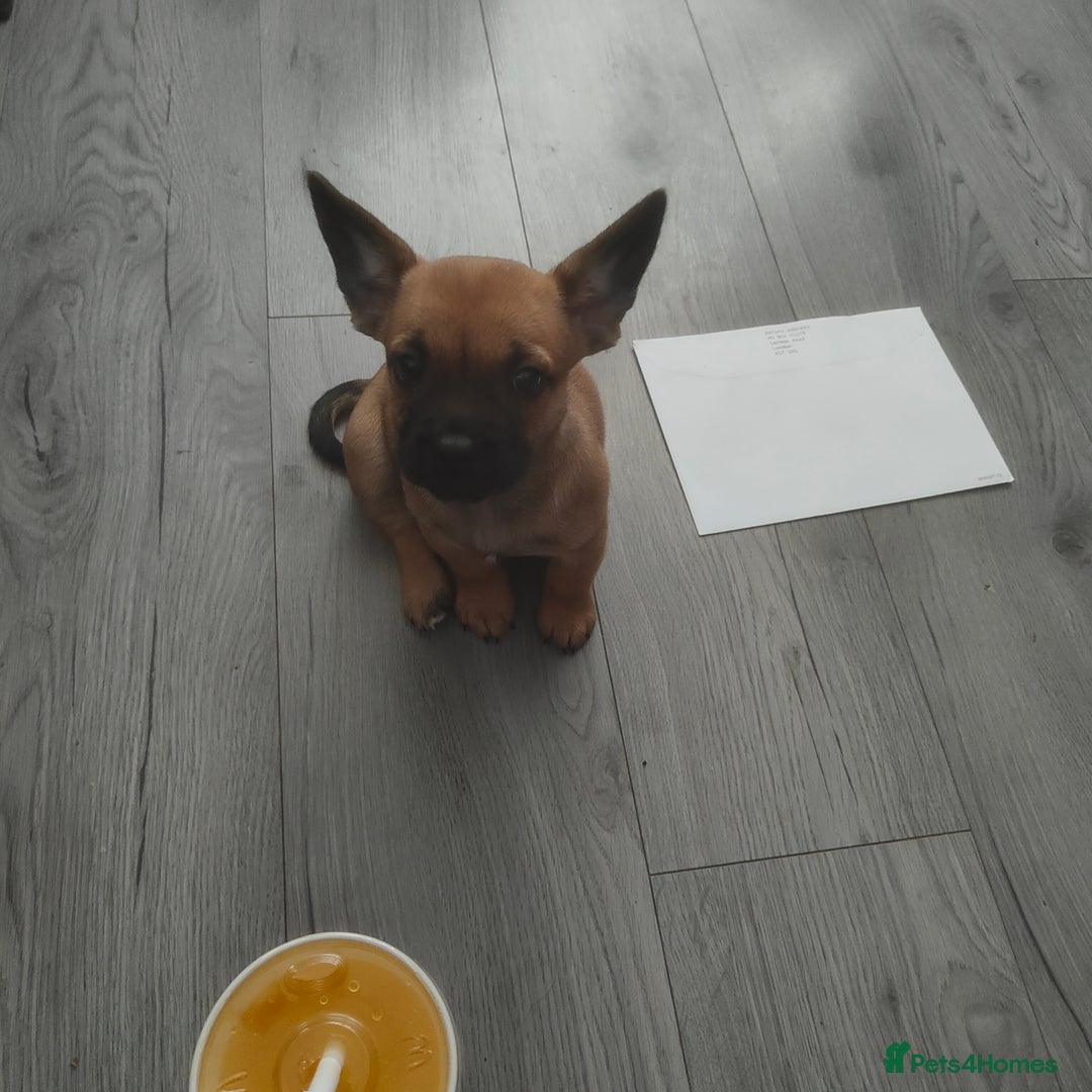 Mixed Breed dogs for sale: Chihuahua cross frenchie  - Image 1