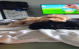 Mixed Breed dogs for sale: Cocker schnoodle - Image 2