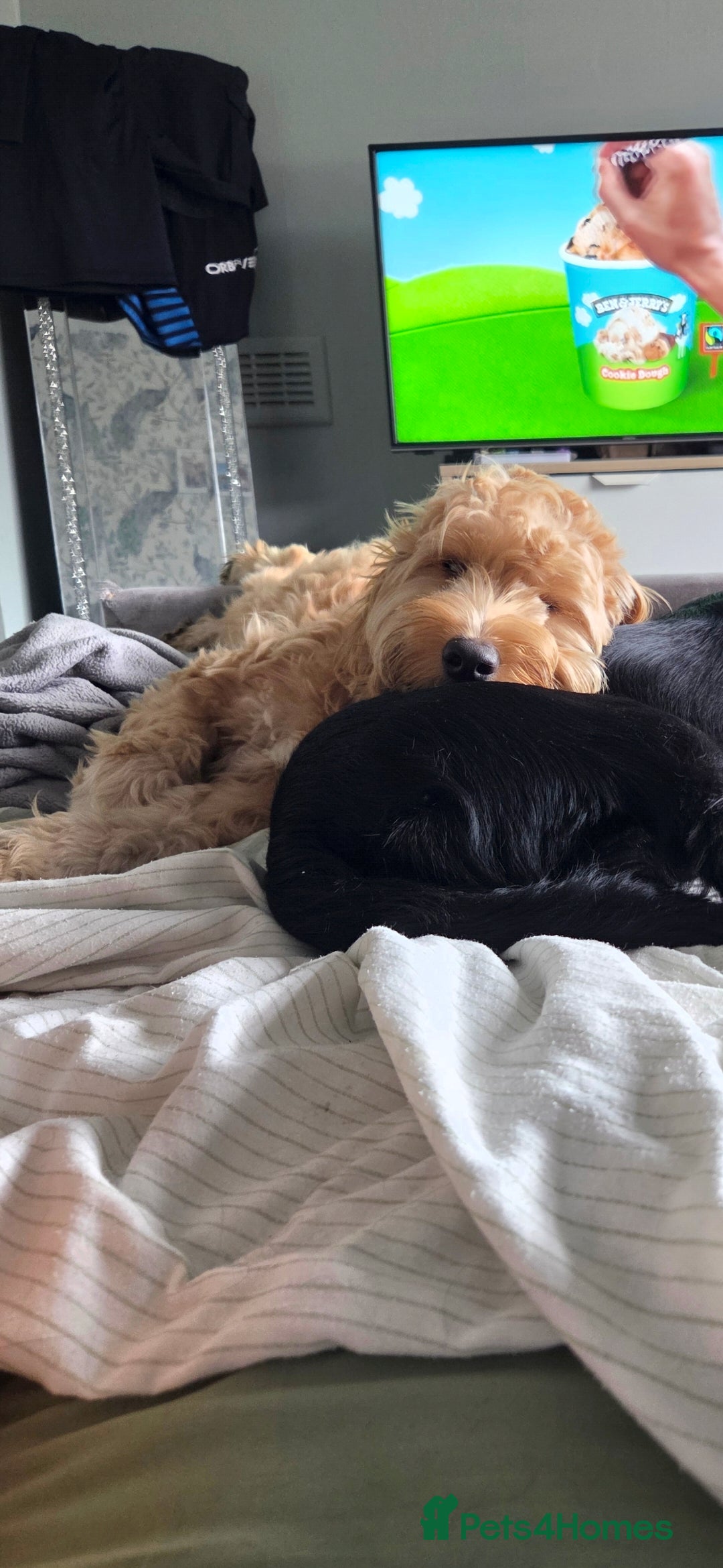 Mixed Breed dogs for sale: Cocker schnoodle - Image 2