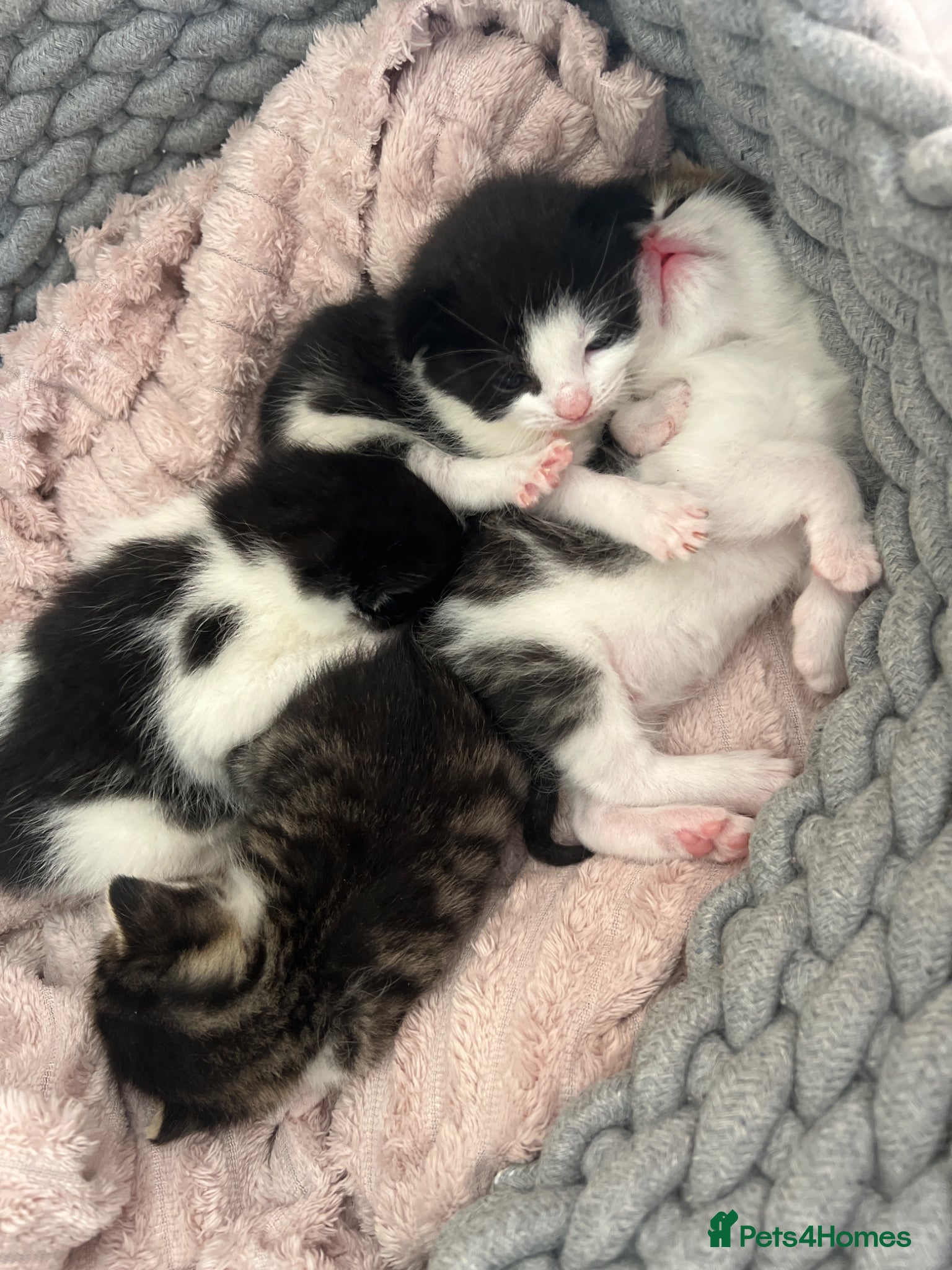 Mixed Breed cats 4 kittens  - Advert 11