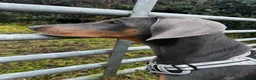 Dobermann dogs for sale: 9 month old female blue Doberman  - Advert 16