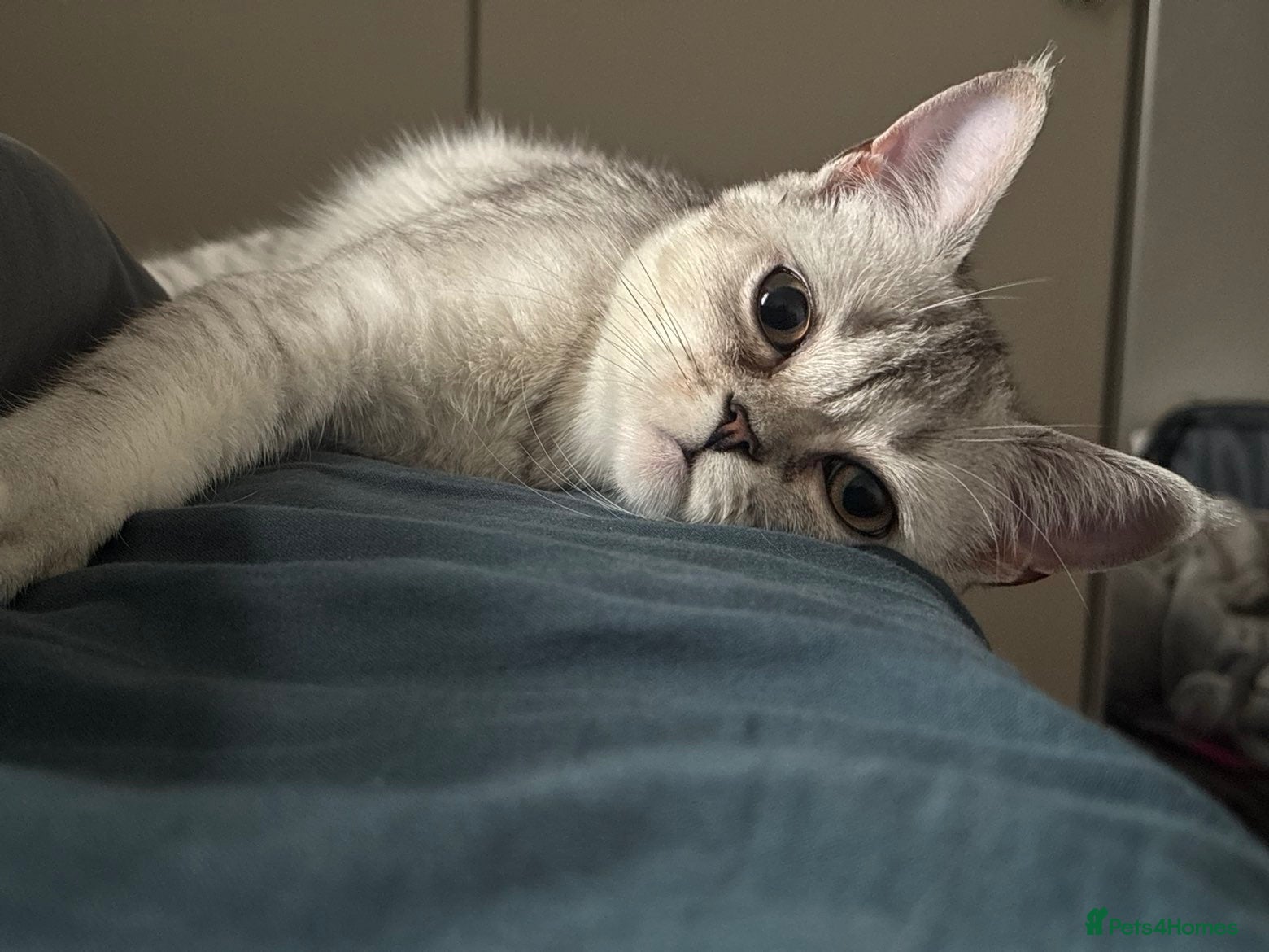 Scottish Fold cats Meenu she’s a lovely little Scottish short hair - Advert 12