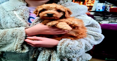 Cockapoo dogs - Advert 2