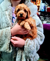 Cockapoo dogs - Advert 2