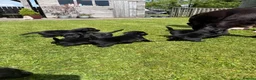 Labrador Retriever dogs for sale: 9 Pedigree Black Labrador Retrievers   in Llangadog - Advert 6