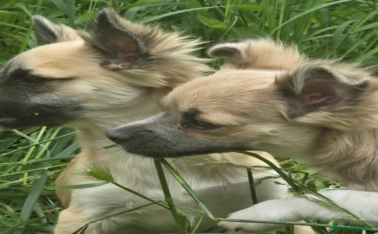 Mixed Breed dogs - Advert 11